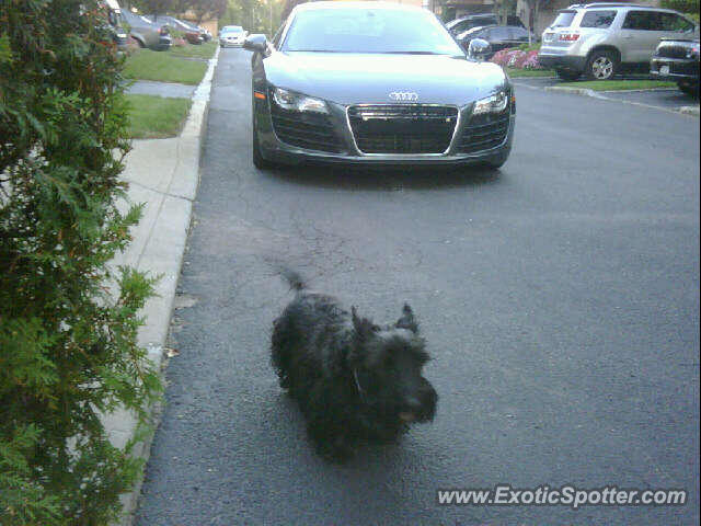 Audi R8 spotted in Woodmere, New York